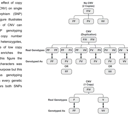 Figure 1: Possible effect of copy  number variation (CNV) on single  nucleotide polymorphism (SNP)  genotyping