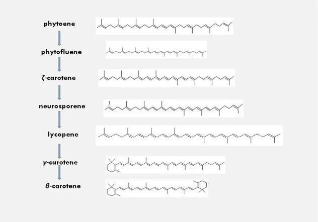 Fig. 3: the biosynthetic sequence of the carotenoids in plants