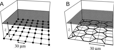 Fig. 1. Schematic design of the models used for calculation ofelectrical ﬁeld distribution above sources with the spacing ofmitochondria-rich cells (A) or tight junctions (B)