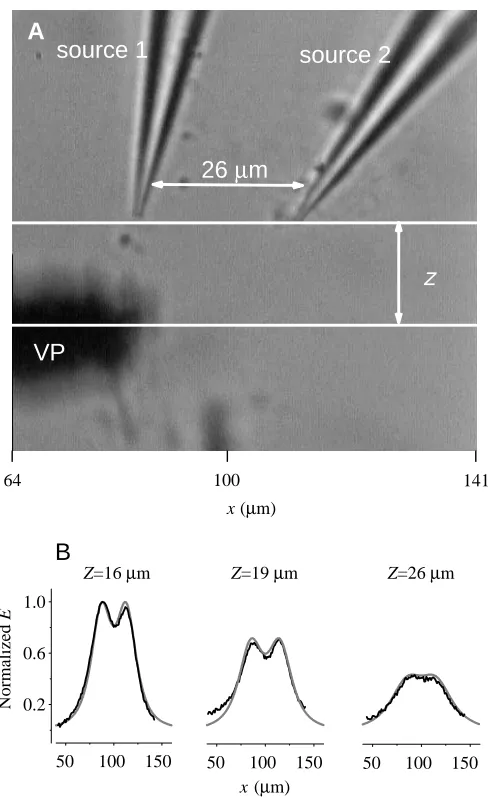 Fig. 2. (A) A video image of the current-carrying electrodes (sources1, 2) and the tip of the vibrating probe (VP)