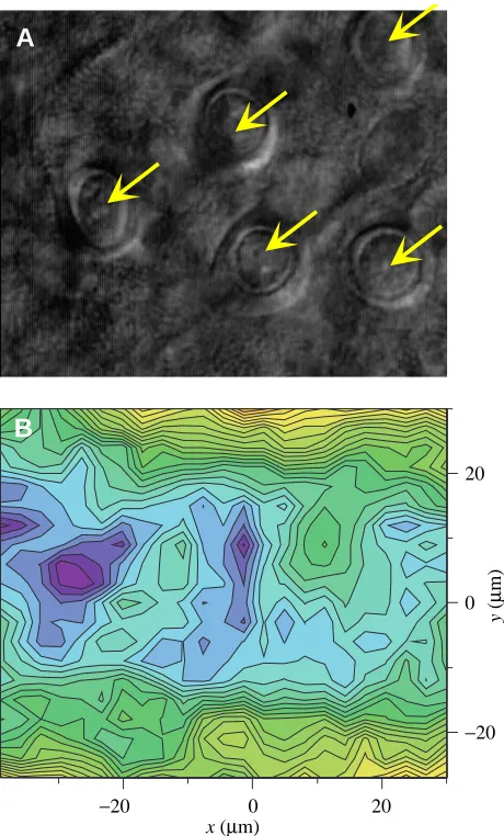 Fig. 4. Local current density over a voltage-activated toad skinepithelium (B). The area was scanned in 2 µm steps at a height of14µm above the actual tissue surface
