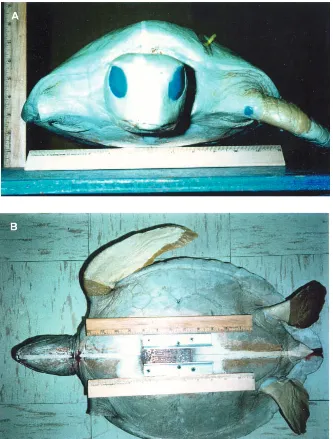 Fig. 1. Photographs of the turtle model showingfrontal (A) and planform (B) views. The picturesinclude 12 inch rulers to provide a scale