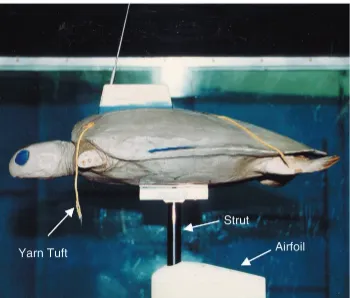 Fig. 4. Photograph of the turtle model witha satellite transmitter mounted on the three-component balance in the US NavalAcademy wind tunnel.