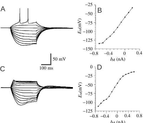 Fig. 3. Current/voltage low resting potential (when depolarized from this membrane potential, but shows strongrectiﬁcation during injection of depolarizing currents
