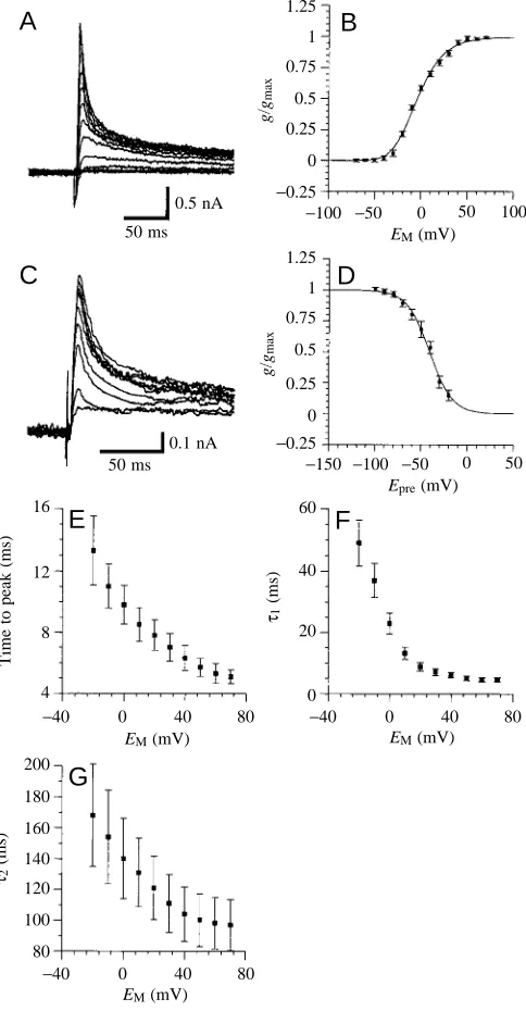 Fig. 4. Voltage-activated K++70mV in 10mV increments). The current proﬁles consist of at leasttwo components: (1) a transient current (Icurrent (I currents recorded from two differentgiant interneurons in 10−7mol l−1 tetrodotoxin and 5×10−4mol l−1CdCl2 (ho