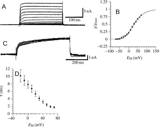 Fig. 6. Sustained K+(C) Current traces for steady-state inactivation of Iprior to test pulses to +20mV (holding potential−in 10mV increments)