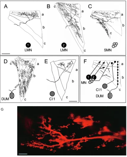 Fig. 7. Peripheral projection of M114 neurones. (A–C) Representative camera lucida drawings of anterograde Neurobiotin backﬁlls ofnymphal muscle whole mounts