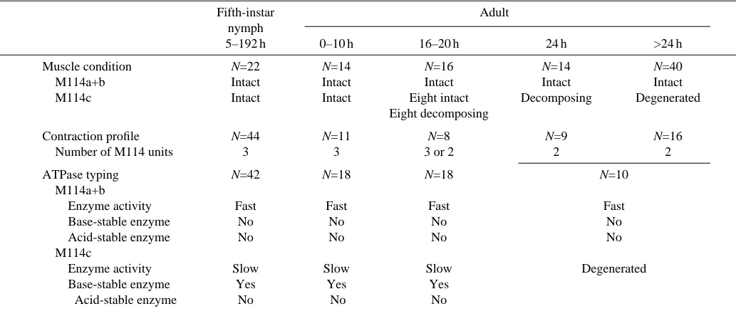 Table 1. Features of nymphal and adult pleuroaxillary muscle
