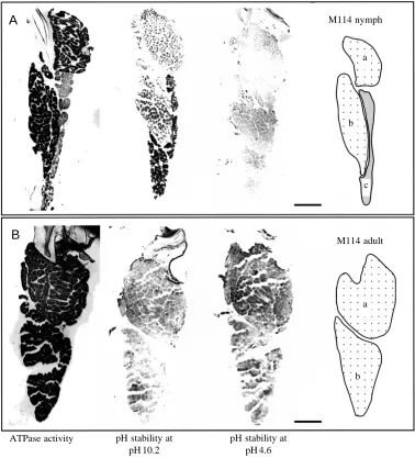 Fig. 4. ATPase typing of muscleﬁbres in nymphal (A) and adult (B)M114. Dark staining in muscle partsM114a and M114b tested forATPase activity (pH8.4) (left-handmuscle) corresponds to highATPase activity; light staining inmuscle part M114c corresponds tolow