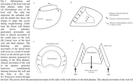 Fig. 1. movement of the hoof wall and