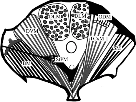 Fig. 1. Flight muscles of Pachnoda sinuata seen from the front of themetathorax: BM, basalar muscle; DVM, dorso-ventral muscle; DLM,dorso-longitudinal muscle; SM, subalar muscle; ODM, obliquedorsal muscle; StPM, sternopleural muscle; TCxM 1, tergocoxalmuscle 1.