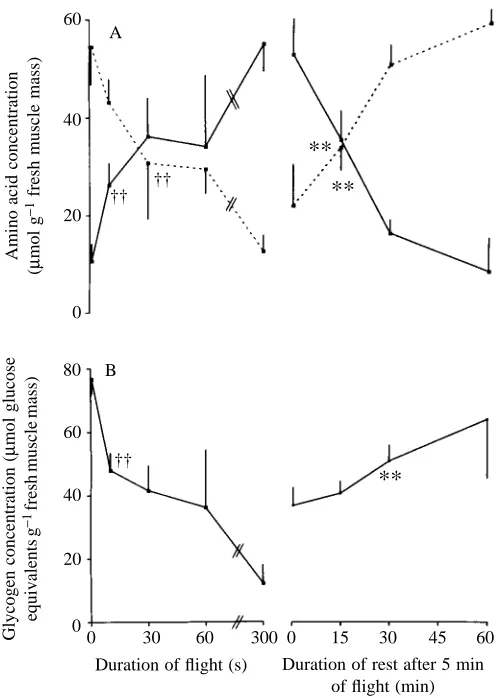Fig. 3. Metabolite concentrations in the ﬂight muscle tissue of thecomplete ﬂight muscles of durations of lift-generating ﬂight and subsequent rest after 5 min ofﬂight
