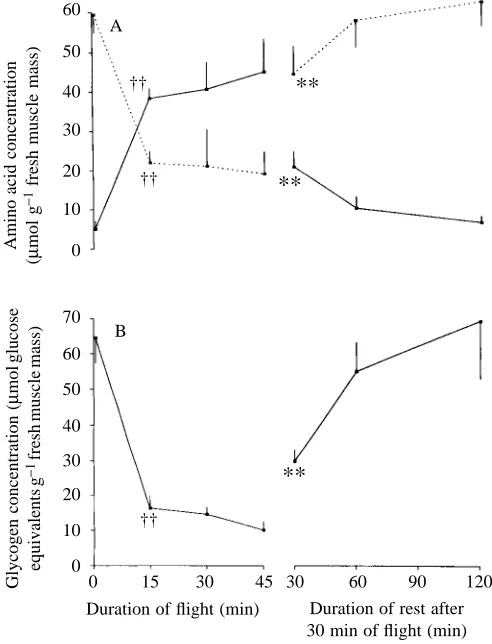 Fig. 7. Metabolite concentrations in the fat body tissue of Pachnoda(sinuataduring different durations of ﬂight without lift andsubsequent rest after 30min of ﬂight