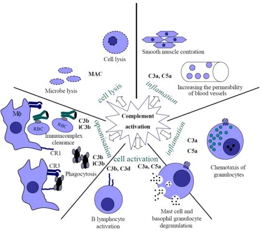 Figure 1.2. The multiple effects of the complement system (Gergely and Erdei, 2000) 