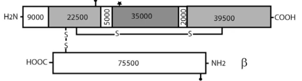Figure 1.3. Schematic representation of the mature human C3.  