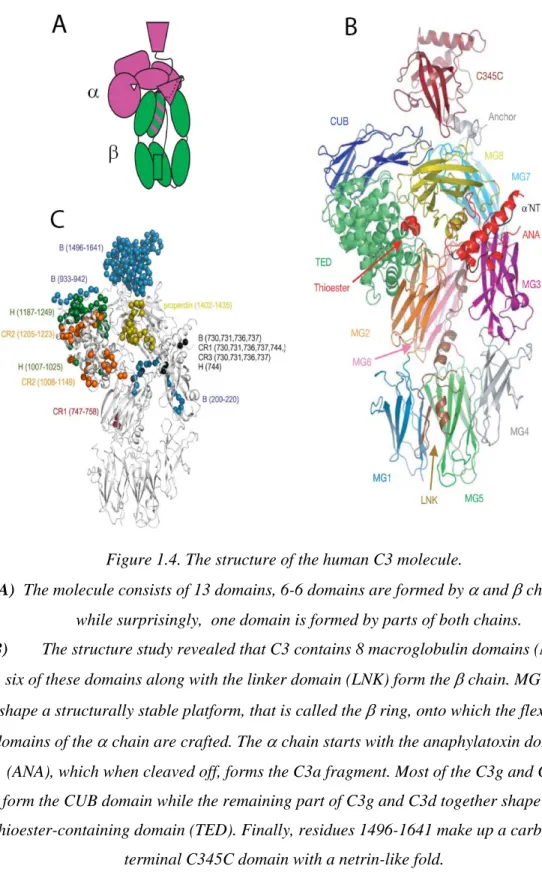 Figure 1.4. The structure of the human C3 molecule. 