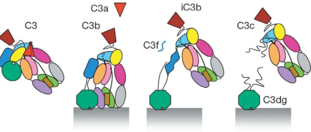 Figure 1.7. Proposed model for the conformational pathway of C3. 