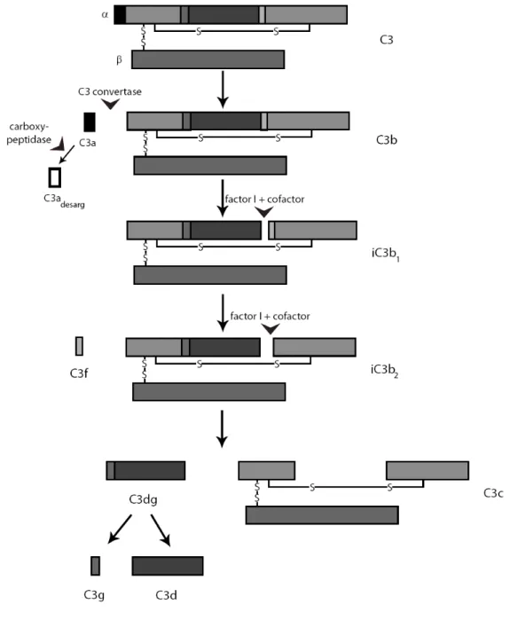 Figure 1.8. The limited proteolysis of the C3 molecule  Only disulphide bridges relevant for interchain bonds are shown