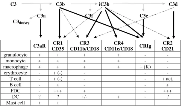 Table 1.4. Tissue distribution of the C3 fragment specific receptors  K: Kupffer cells; brackets refer to murine expression 