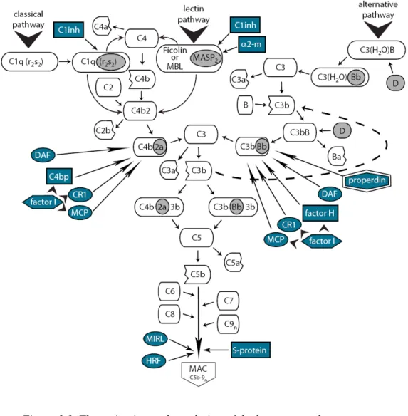 Figure 1.1. The activation and regulation of the human complement system. 