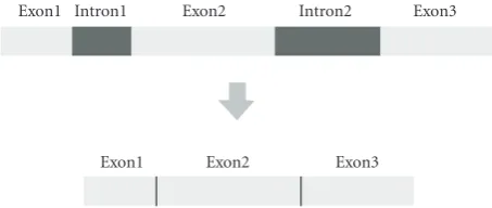 Figure 1: A eukaryotic gene and the splicing process.