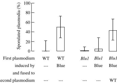 Fig. 2. Time-resolved somatic complementation analysis by fusionof two plasmodia of different mutant strains