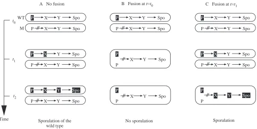 Fig. 8. Titration of a mutation conferring light-independentsporulation of Cos2 with wild-type plasmodia