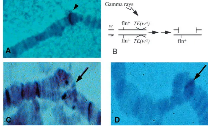 Fig. 1. Generation polytene chromosomes with the same probe as in A. Note that the hybridization band is found in an asynaptic region