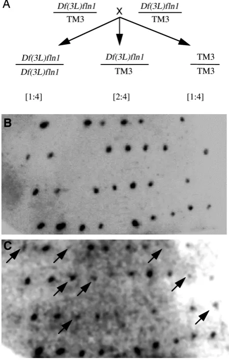 Fig. 2. DNA blots of Df(3L)ﬂn1/TM3 embryos. (A) Mating betweenDf(3L)ﬂn1/TM3 parents produces embryos of three differentgenotypes as depicted