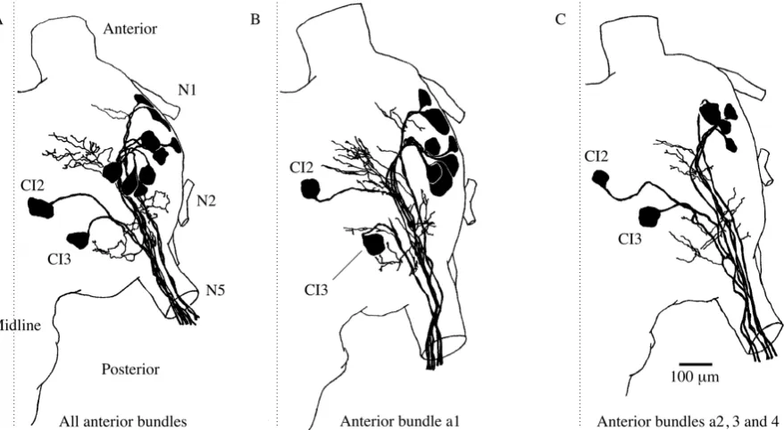 Table 1. Number of cell bodies stained by backﬁlling the ﬂexor branch of N5B2