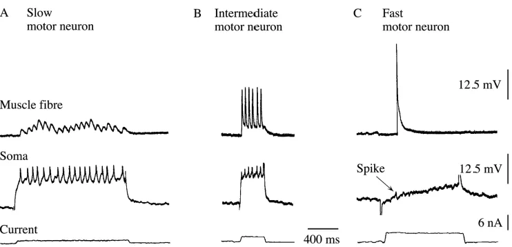 Fig. 3. Correlating spikes in the cell bodies of ﬂexor motor neurons with junctional potentials in muscle ﬁbres