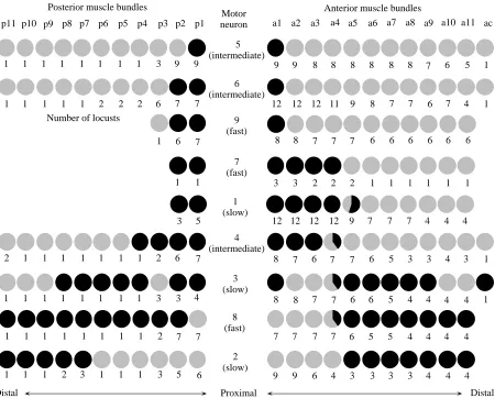 Fig. 4. The innervation pattern of nine excitatory motor neurons. The columns show the bundles of muscle ﬁbres and the rows the differentmotor neurons (neurons 1–9) arranged according to the proximo-distal distribution of the muscle ﬁbres that they innerva