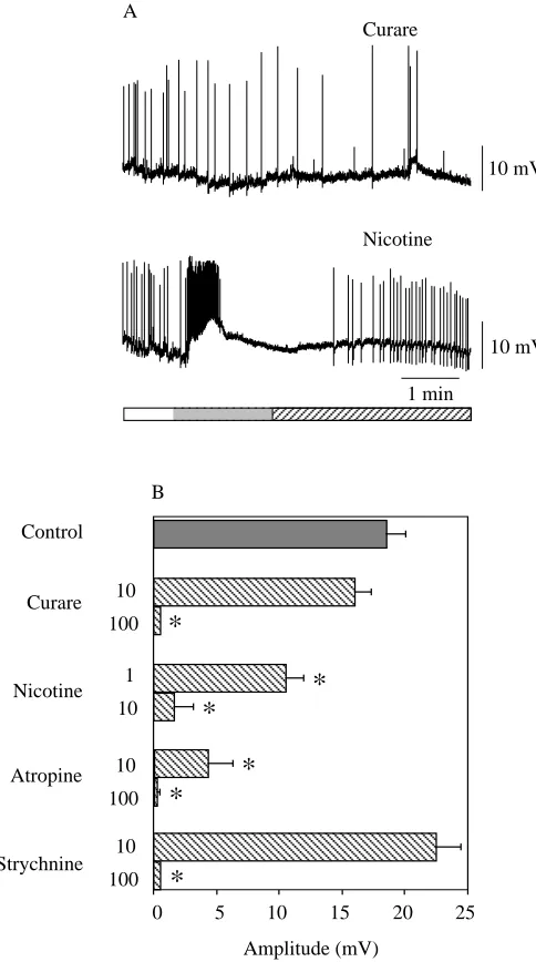 Fig. 4. Effects of different nicotinic antagonists on the depolarizationinduced by neostigmine