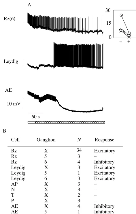 Fig. 5. Responses of different cells to acetylcholinesterase inhibitors.(A) Representative responses of Rz(6), Leydig and annulus erectorby the horizontal bar underneath the recordings