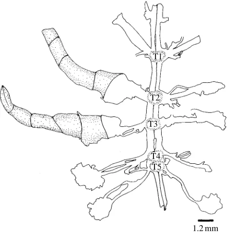 Fig. 1. A dorsal view of the thoracic nerve cord dissected out of acrayﬁsh but with two limbs still attached