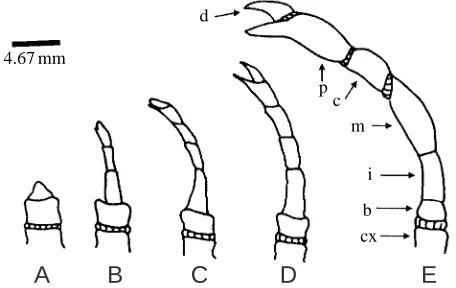 Fig. 2. The stages of limb regeneration used in this study. (A) Papillastage (stage A), which occurs approximately 1–2 weeks after limbloss