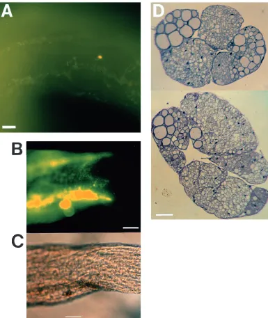 Fig. 3. Photographs of limbroots close to the breakageplane. (A) Immunohistochemicalstaining with an antibody raisedagainst synaptotagmin