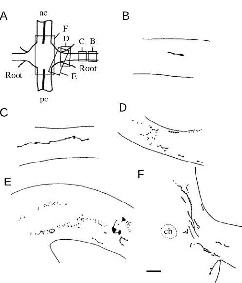 Fig. 5. Tracings of immunohistochemically stained preparations ofsensory processes of the ganglionic roots and connectives of thenerve cord at various stages in limb regeneration