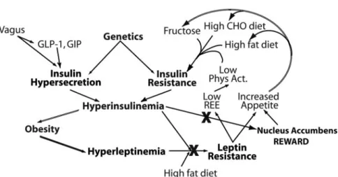 Figure 3. Postulated algorithm describ- describ-ing the role of hyperinsulinemia, and in particular, CNS insulin resistance, in the dysfunction of the energy balance  path-way, by promoting leptin resistance in the hypothalamus, and fostering increased rew