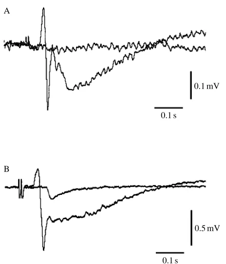 Fig. 13. A supramaximal stimulus to the antennule produces anormal local ﬁeld potential (LFP) in the olfactory lobe (A) which isreduced to components 1 and 3 when the stimulus intensity islowered to submaximal (B)