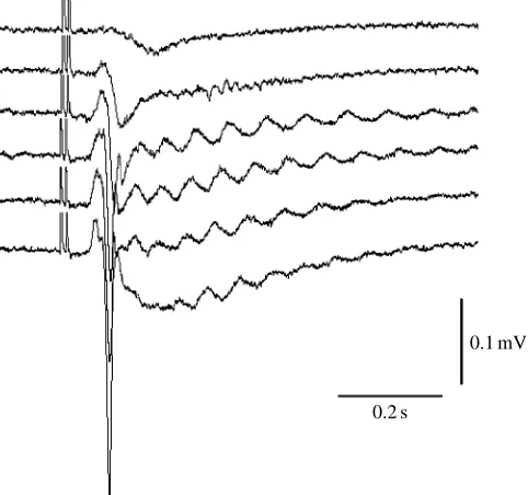 Fig. 14. Simultaneous recordings from a type III olfactory neurone(upper trace in each pair) and local ﬁeld potentials (LFPs) from theolfactory lobe (lower trace in each pair) during the application ofpicrotoxin (approximately 100 µmol l−1) to the brain