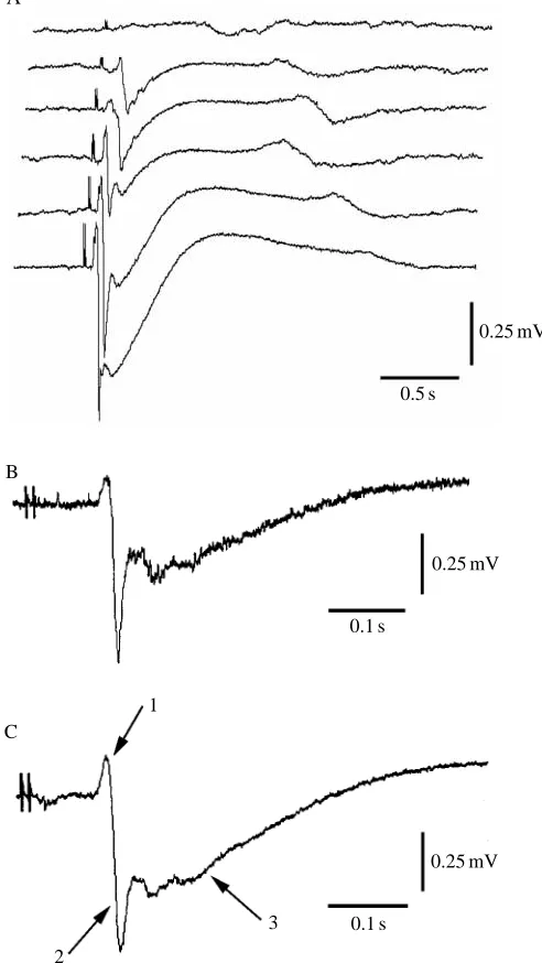 Fig. 2. Extracellular recordings from the olfactory lobe duringirrigation of the external ﬂagellum of the ipsilateral antennule ﬁrstwith water, which produces small spike-like potentials, and then witha solution of goldﬁsh food, which produces larger compo