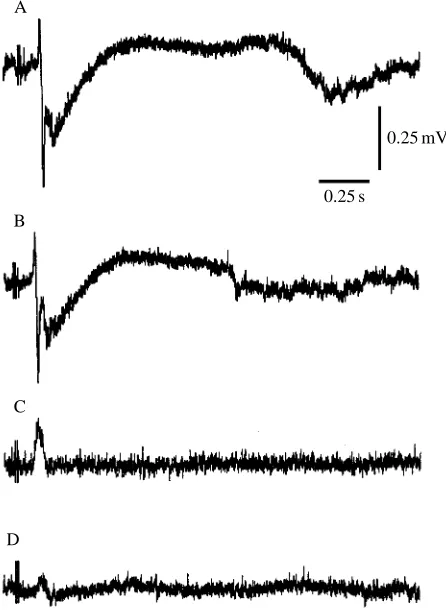 Fig. 4. Perfusion of low-[Ca2+amplitude of component 2 and the duration of component 3 of thelocal ﬁeld potential (A,B)
