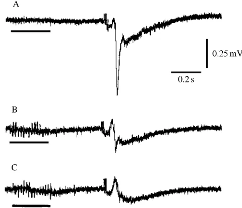 Fig. 9. A train of stimuli to the olfactory globular tract that precedesan orthodromic potential has little effect (A) unless the stimulusintensity is large enough to produce recordable antidromic local ﬁeldpotentials (LFPs)
