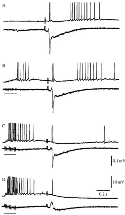 Fig. 10. The responses of a type III olfactory interneurone in cluster11 to an electrical stimulus to the antennule (A) and to a pulse of ﬁshfood introduced into a continuous stream of water which was passingover the antennule (B)