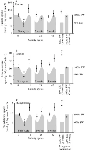 Fig. 6. Uptake rates for (A) taurine, (B) leucine and (C)phenylalanine in gill pieces from mussels acclimated forconcentration of 0.2 nmollvarious times to either constant or cycling salinity.Taurine uptake was from a total external concentration of0.5µmol