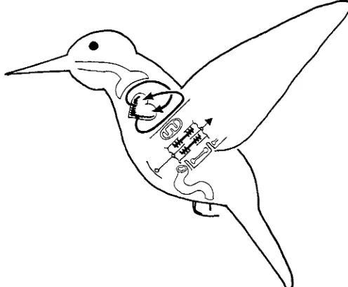Fig. 1. Schematic diagram of a hummingbird in ﬂight showingcomponents relevant to the issues discussed in this paper