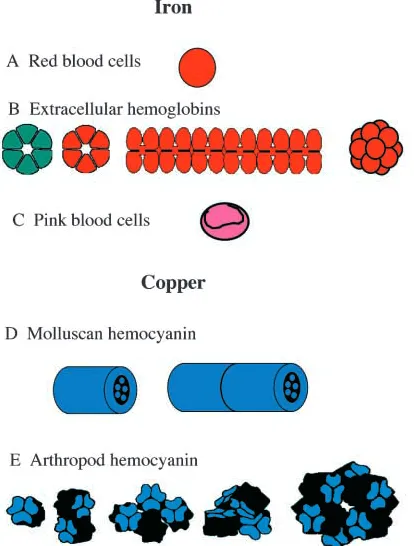 Fig. 1. Oxygen-transport proteins. (A) Cellular hemoglobins or redblood cells; (B) extracellular hemoglobins (annelid chlorocruorin andhemoglobin, mollusc bivalve extracellular hemoglobin, arthropodextracellular hemoglobin); (C) cellular hemerythrins or pi