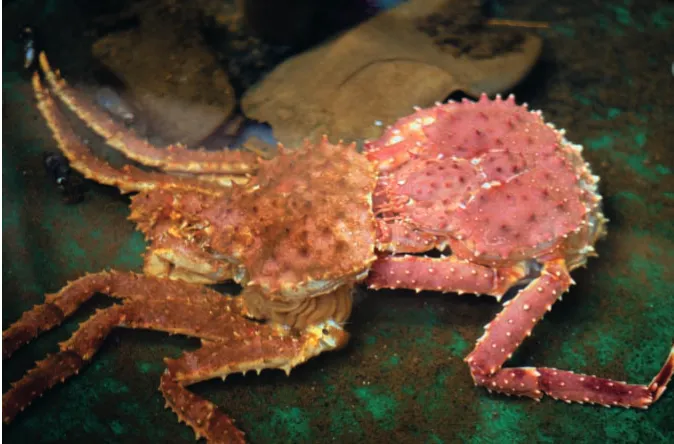 Fig. 3. A camtschatica during ecdysis. Carapace width approximatelyred king crab Paralithodesemerging from its old exoskeleton10cm