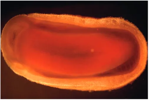 Fig. 4. A red-footed chiton Lepidochiton rugatus; ventral view.Length approximately 2 cm